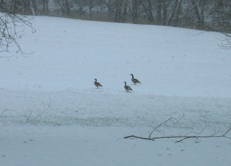 Geese standing in a snowy field.
